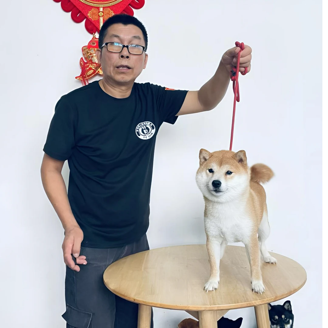 D9豆柴宠物狗千代姬女儿小葡萄