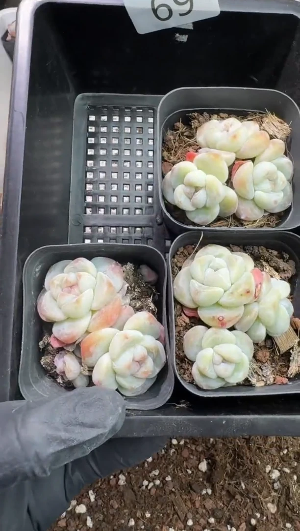 【闪购商品】69号到手一框-江北一物一拍