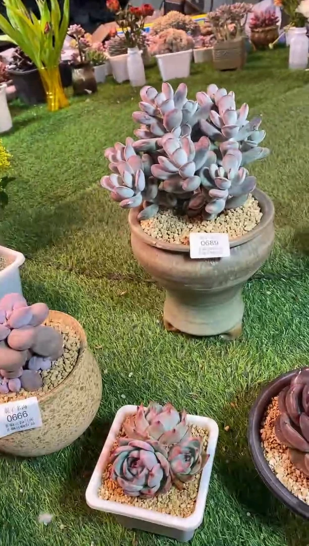 【闪购商品】0689a