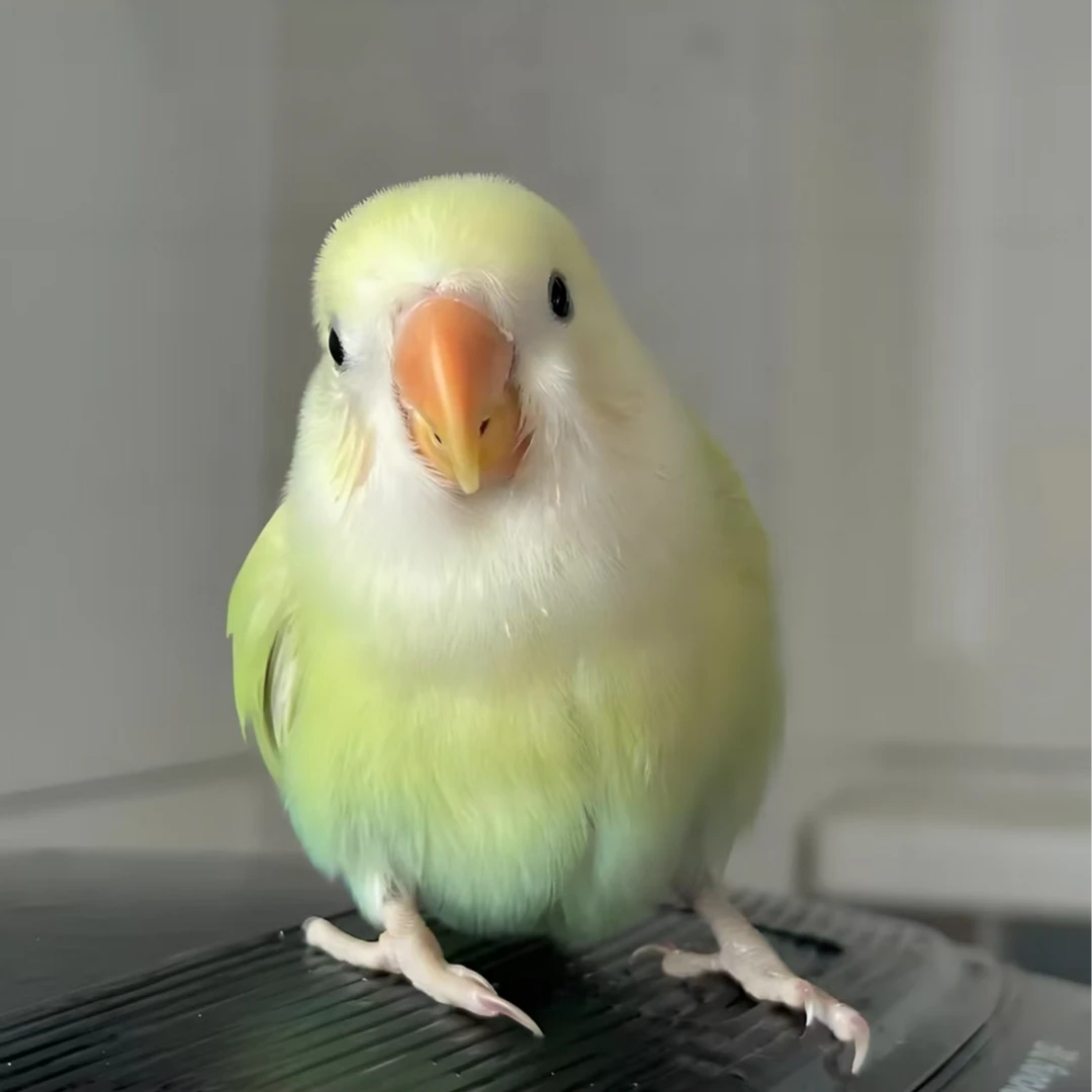 牡丹鹦鹉宠物齐毛手玩鸟