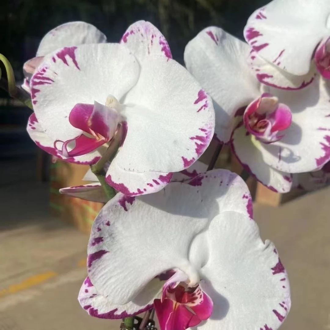 【白闪电】蝴蝶兰室内养殖盆栽