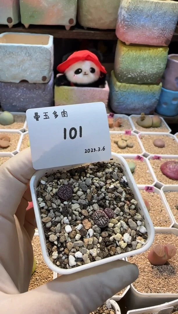 【闪购商品】25.3.6-101K