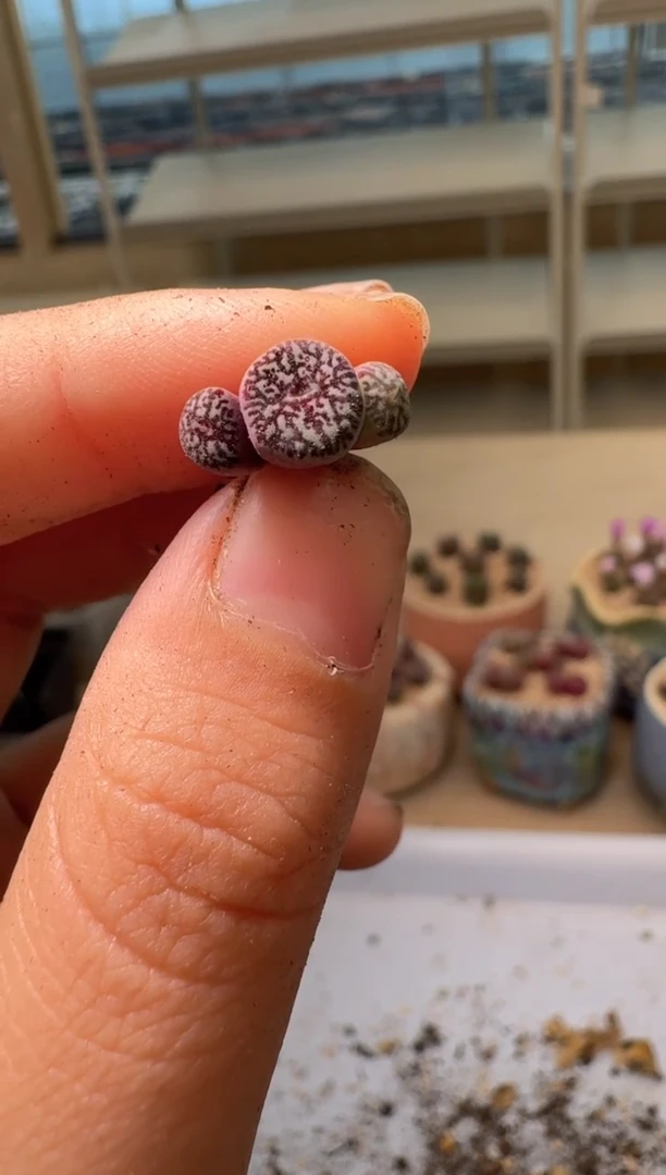 28-42多肉植物肉锥墨