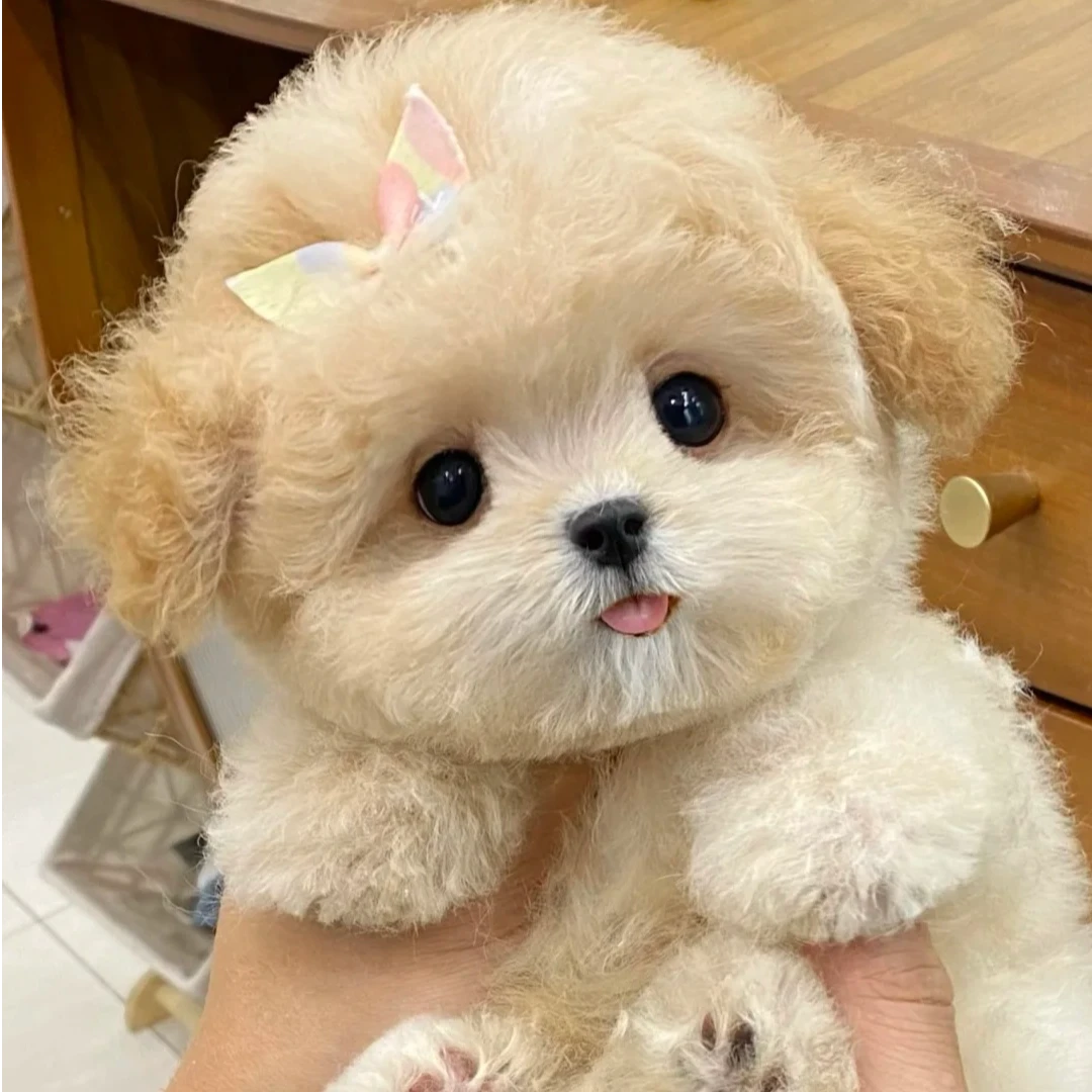 【云哥萌俏欢】幼犬活体狗狗香槟色宠物狗泰迪熊小狗售卖一物一拍