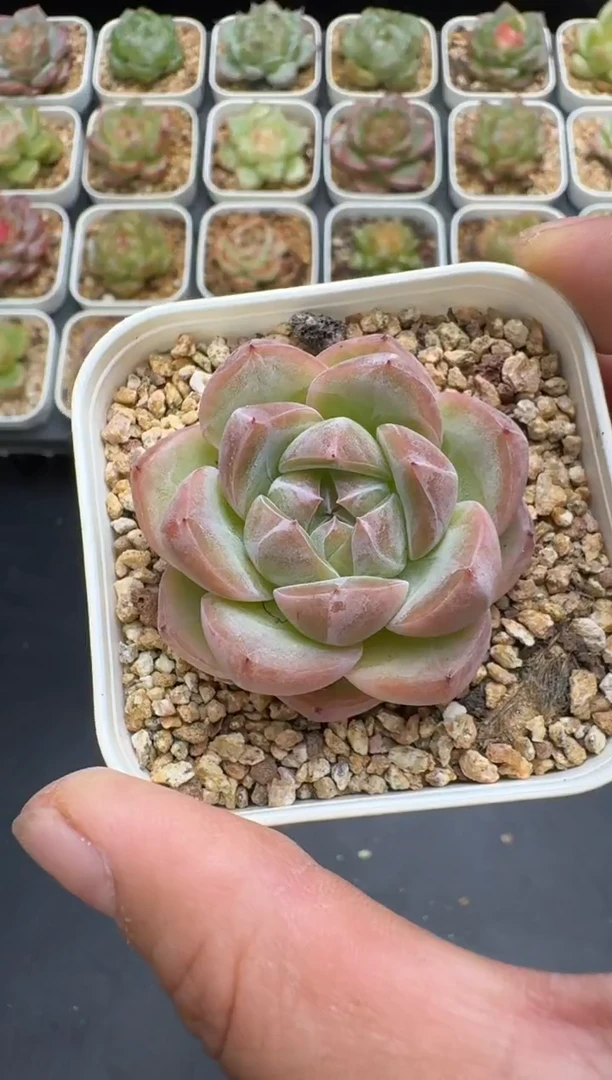 209G云禹多肉植物 脱土纸巾打包 3颗包邮