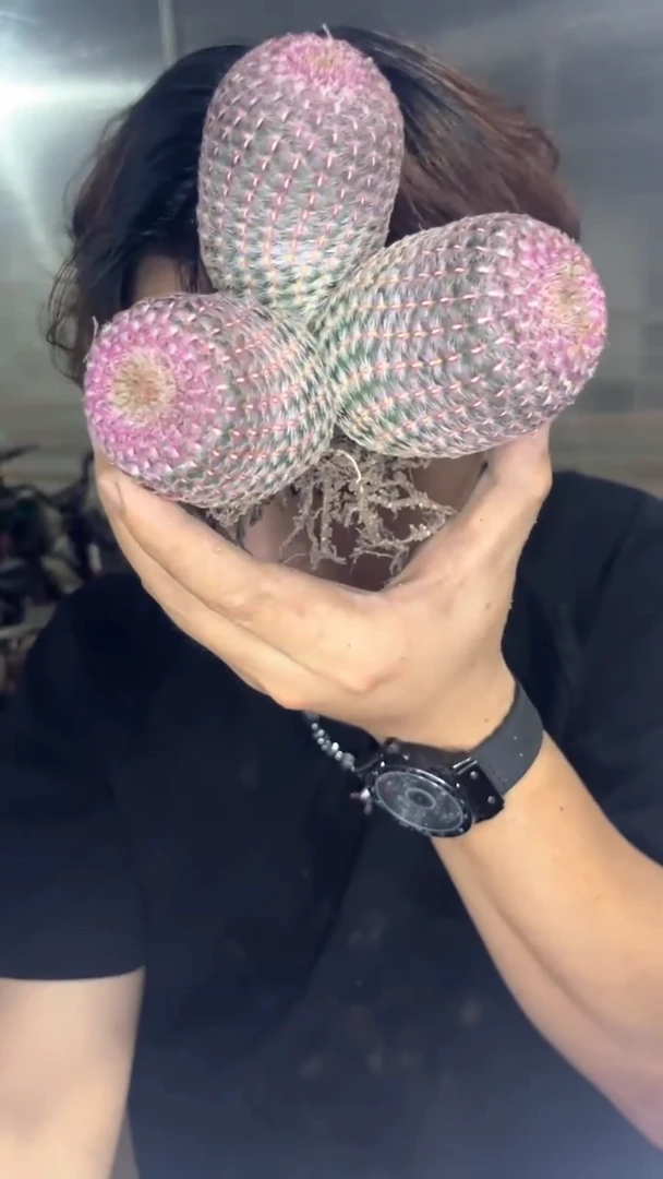 三头 红太阳【带根】