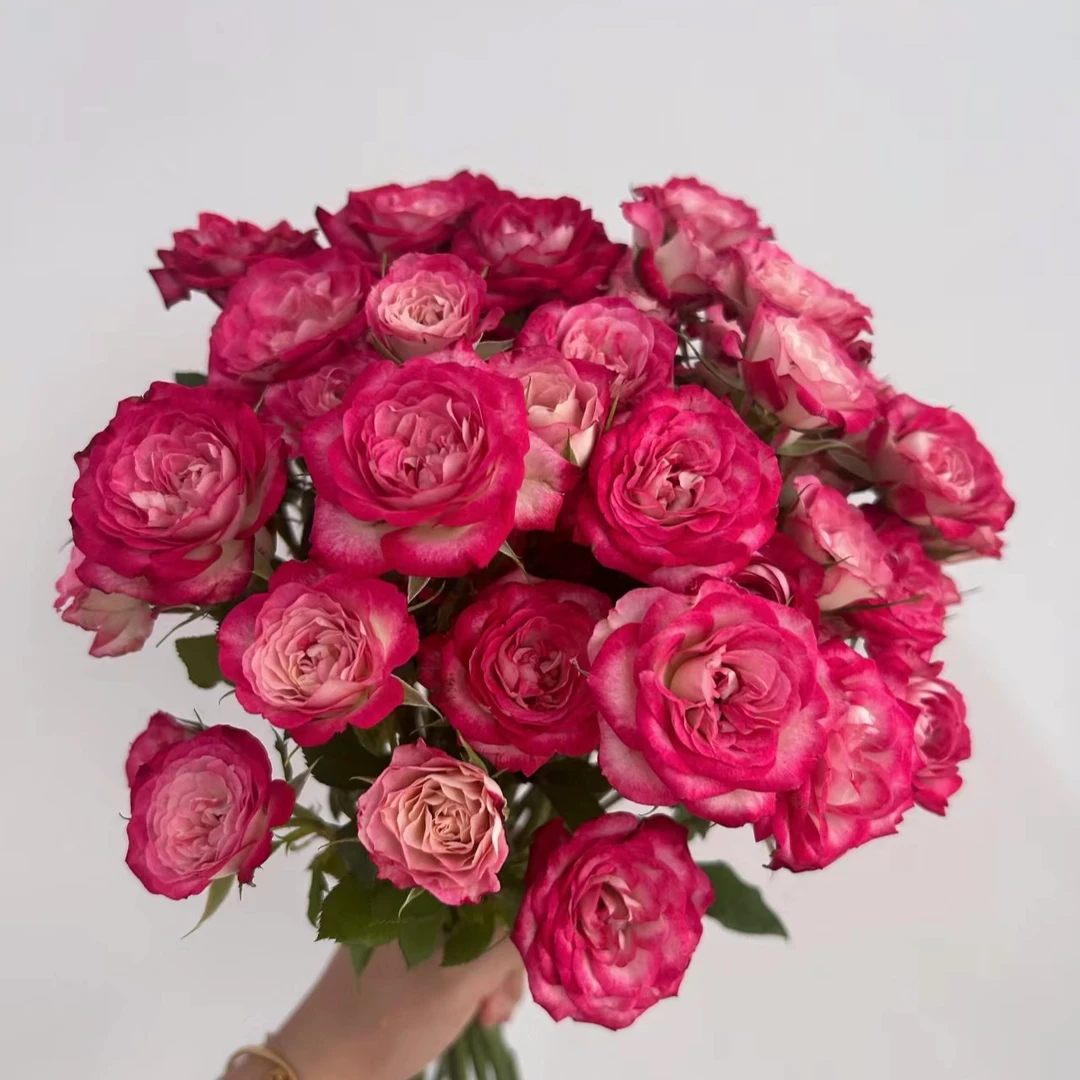 【狮子座多头玫瑰】任意两单及两单以上鲜花顺丰冷链包邮发货