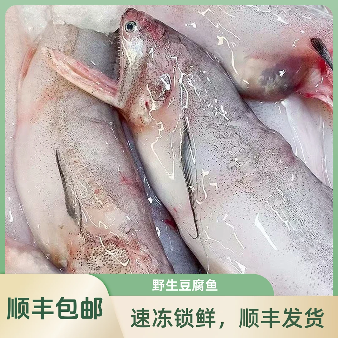野生豆腐鱼水潺龙头鱼东海海鲜生鲜水产顺丰包邮速冻