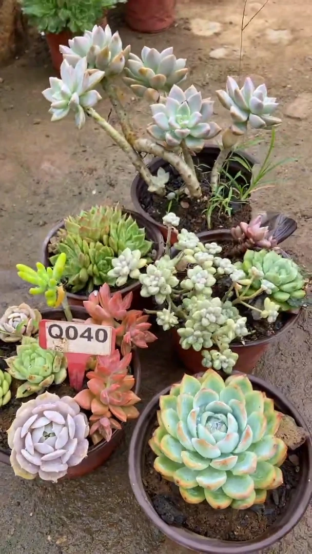 Q040多肉组合默认脱土发货
