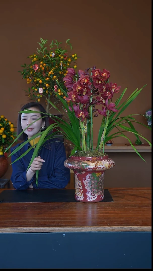 全部花朵朱雀暗飘盆景盆景盆景