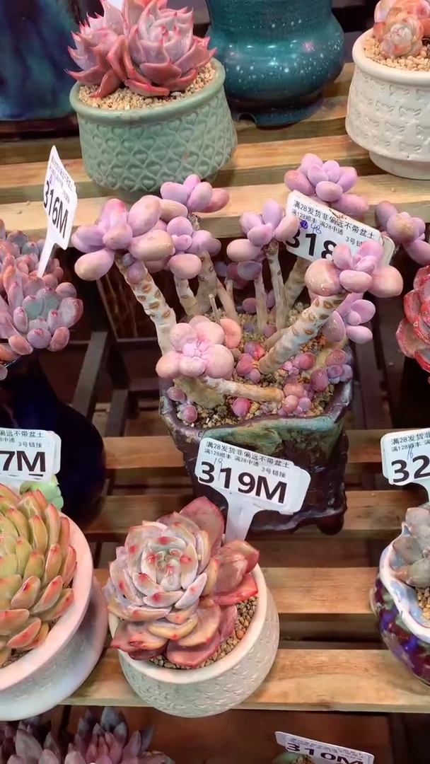 318M（一物一拍，精品多肉，所见即所得 ）