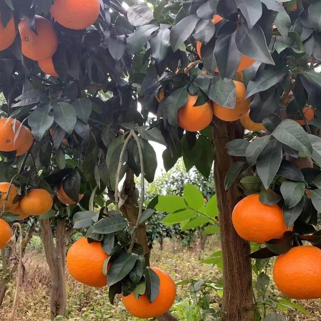 桔子苗早晚熟桔子苗金桔苗庭院果树苗南方果树苗可以做盆栽果树苗