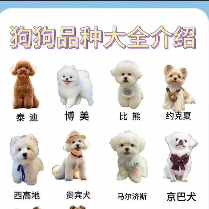 韩系比熊大眼睛爆毛小体比熊幼犬纯种活体宠物狗狗茶杯体直播