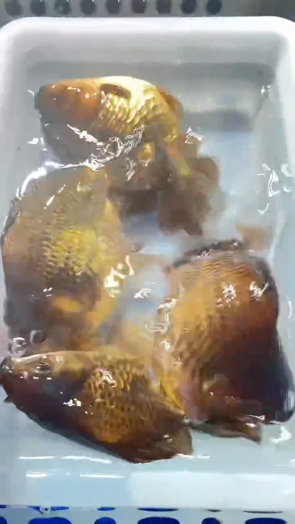 金鱼活体观赏鱼40号