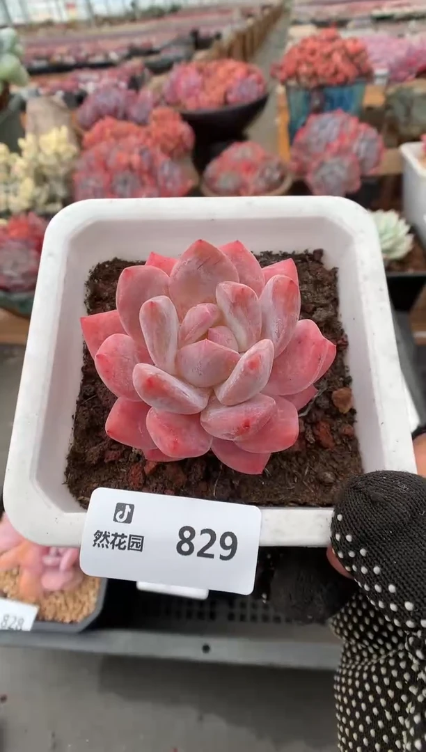829雪天使一物一拍