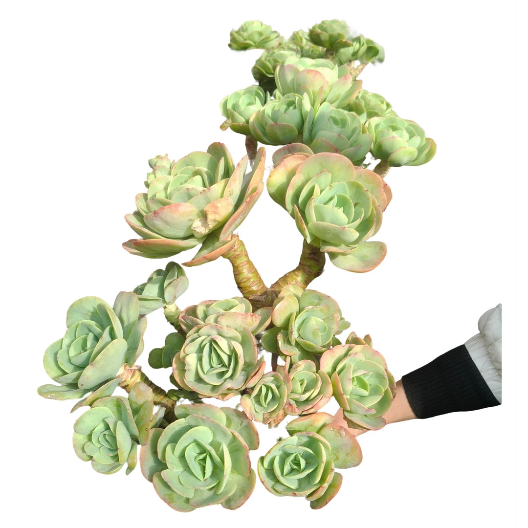 精品多肉   碧桃