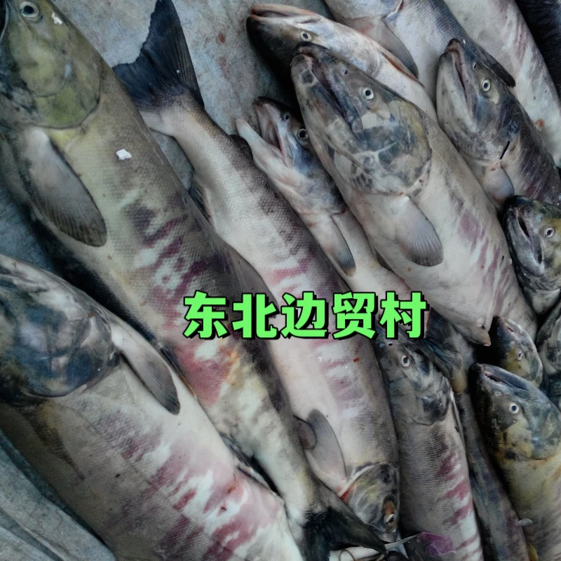 冰冻大马哈鱼黑龙江新鲜大马哈鱼天然野生大马哈鱼
