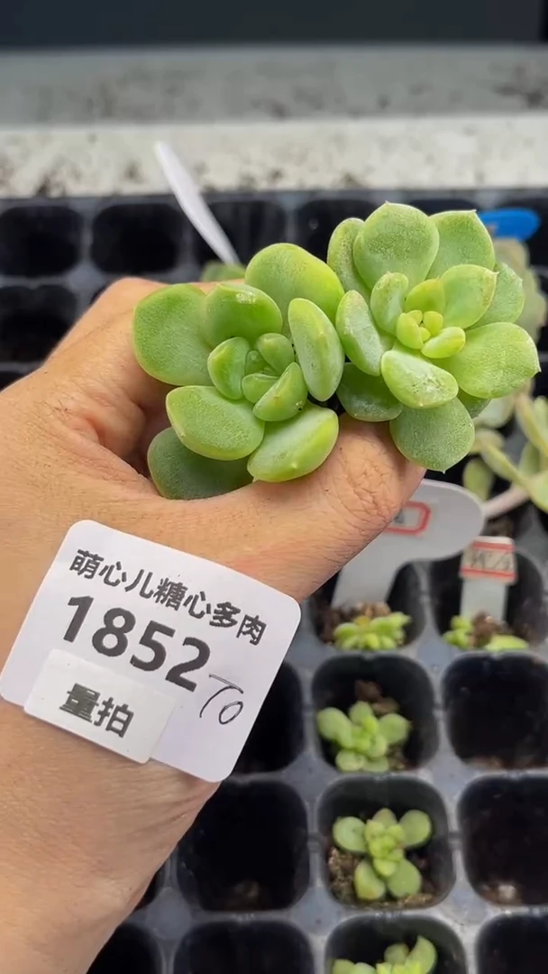 量拍1852多肉多肉多肉