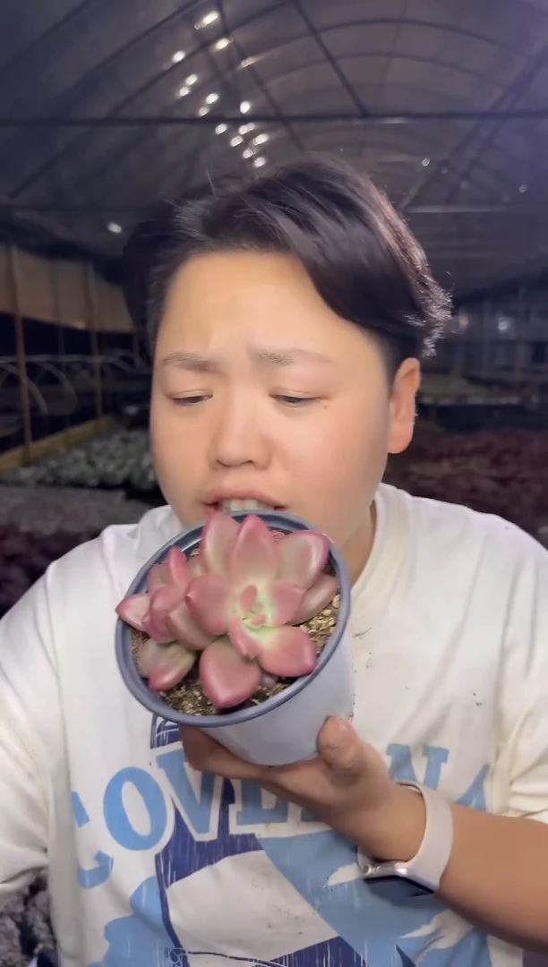 双头赫菲斯托带盆土  18