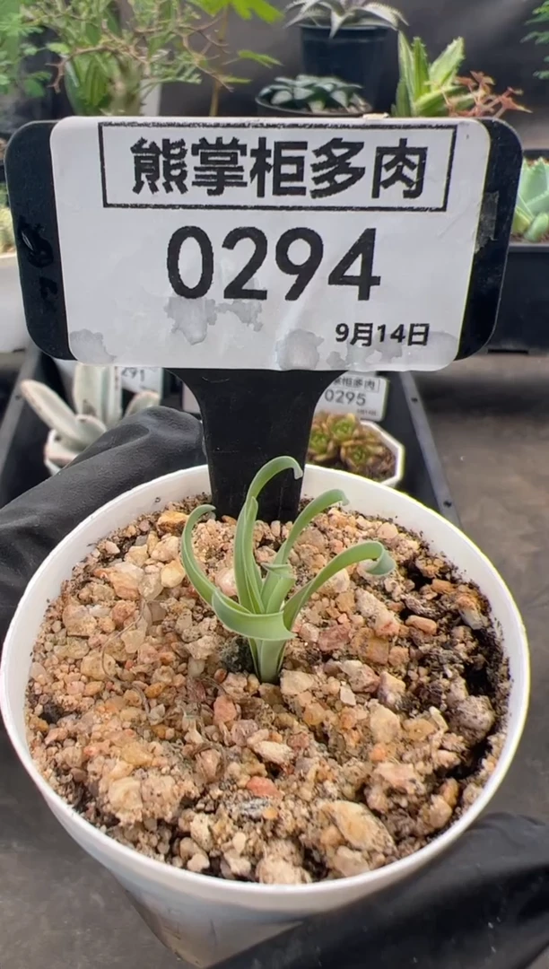 泡*0914-294-宽叶弹簧草带盆土轻微断叶不售后