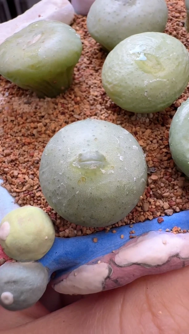 【闪购商品】26-40一颗