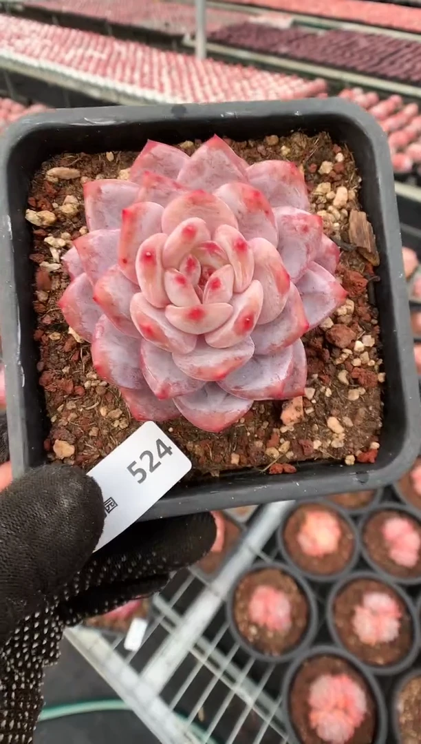 【闪购商品】524玫瑰梦露一物一拍