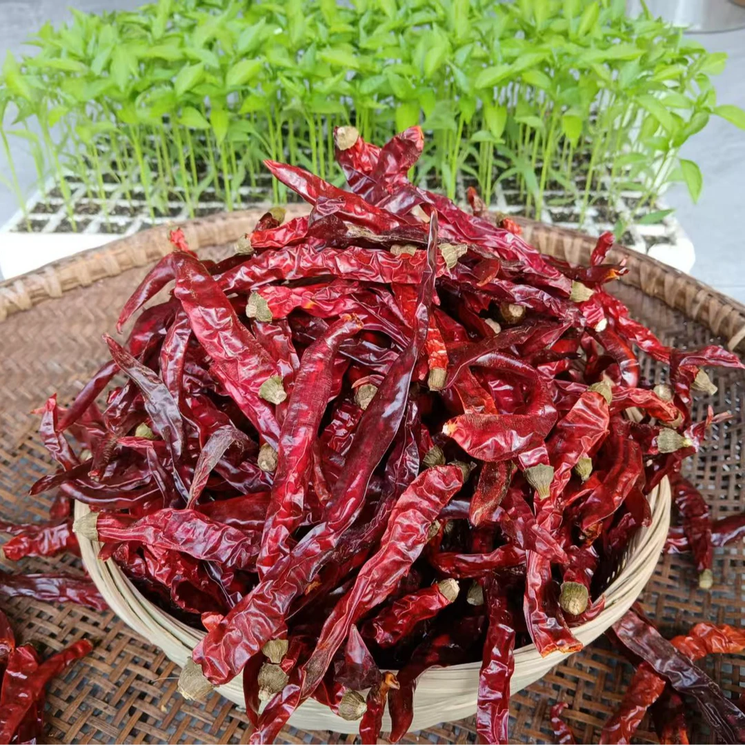 贵州岑巩干辣椒微辣特香二荆条灯笼椒子弹头石柱红满天星特辣海椒