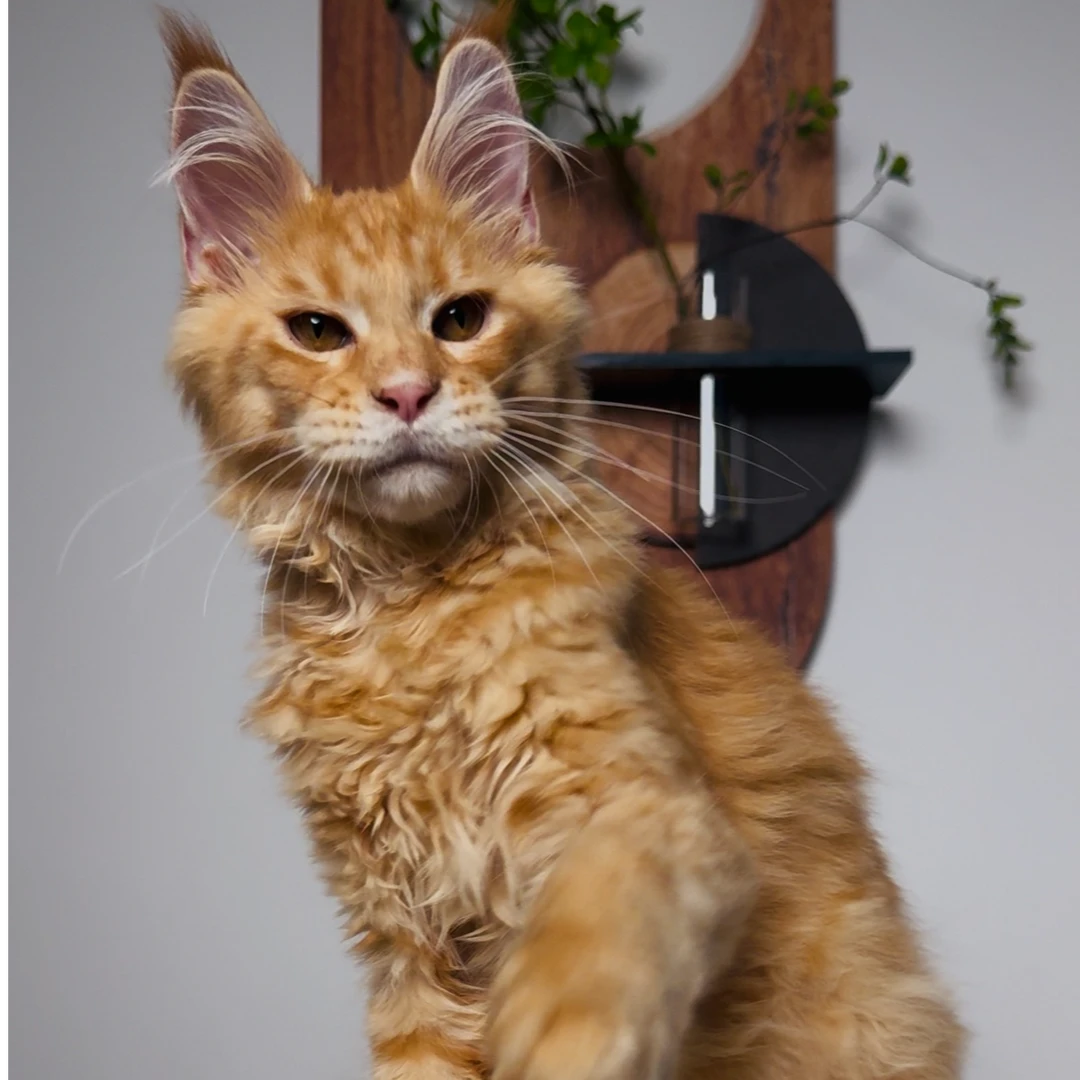 【万万缅因猫】活体猫缅因猫俄系赛级大体型大头版
