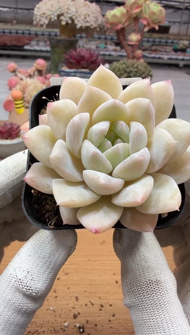 东云多肉园二店-160