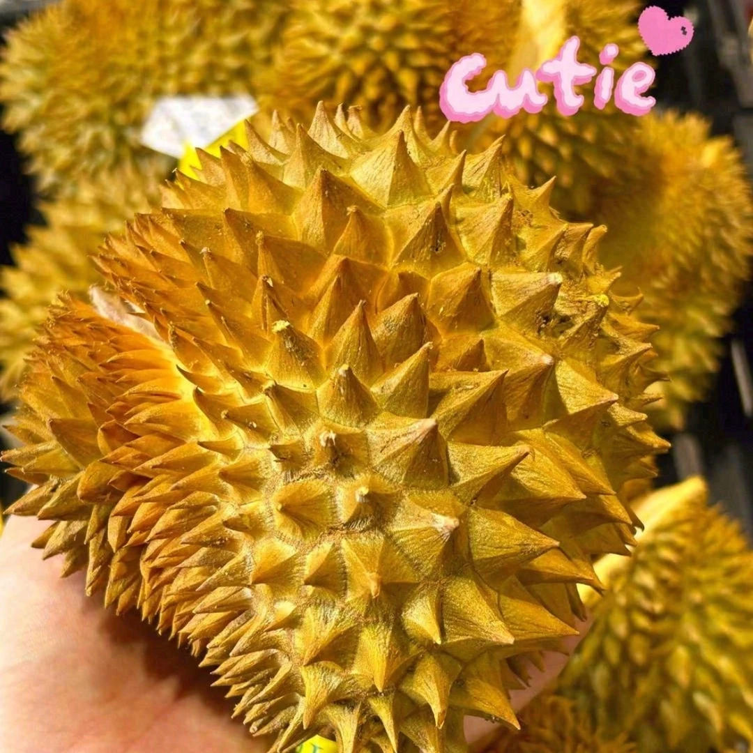 新鲜巴掌金枕榴莲*1个｜图片仅供参考，以展示的为准G核小；开口处请检查成熟度，全部剥出脱壳后不处理金枕泰国