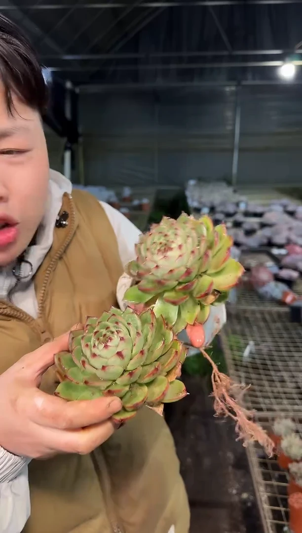 单头月亮石10CM2颗3.99