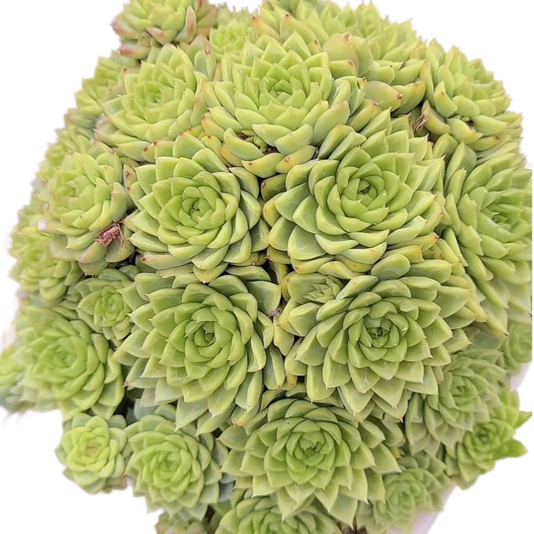 绿叶玫瑰脱土(多肉植物)满19.9包邮 云南基地源头直发新手好养