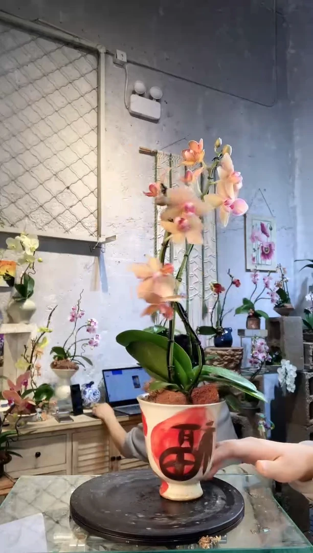大部分花苞少量开放6236蝴蝶兰一物一拍