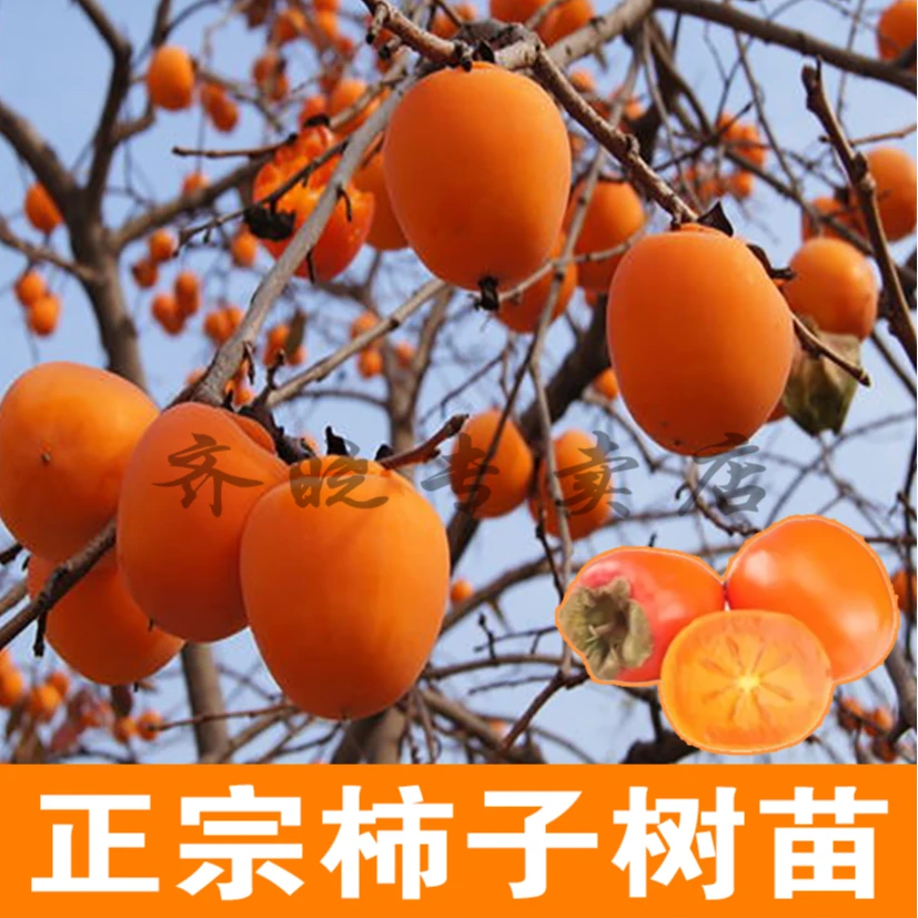 柿子树可盆栽可地栽南北方种植