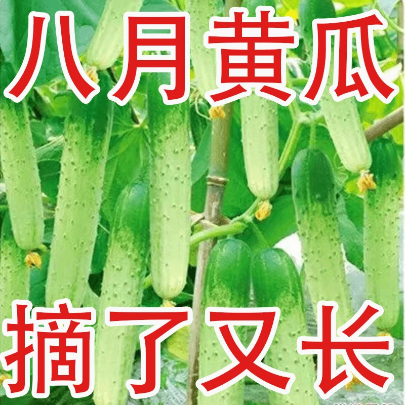 【唐山秋瓜种子】水果黄瓜种籽阳台小院四季易播种蔬菜籽四季种植