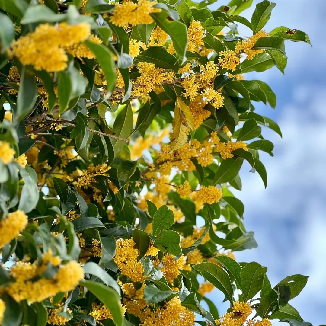 精品8月金桂朱砂丹桂状元红桂花树