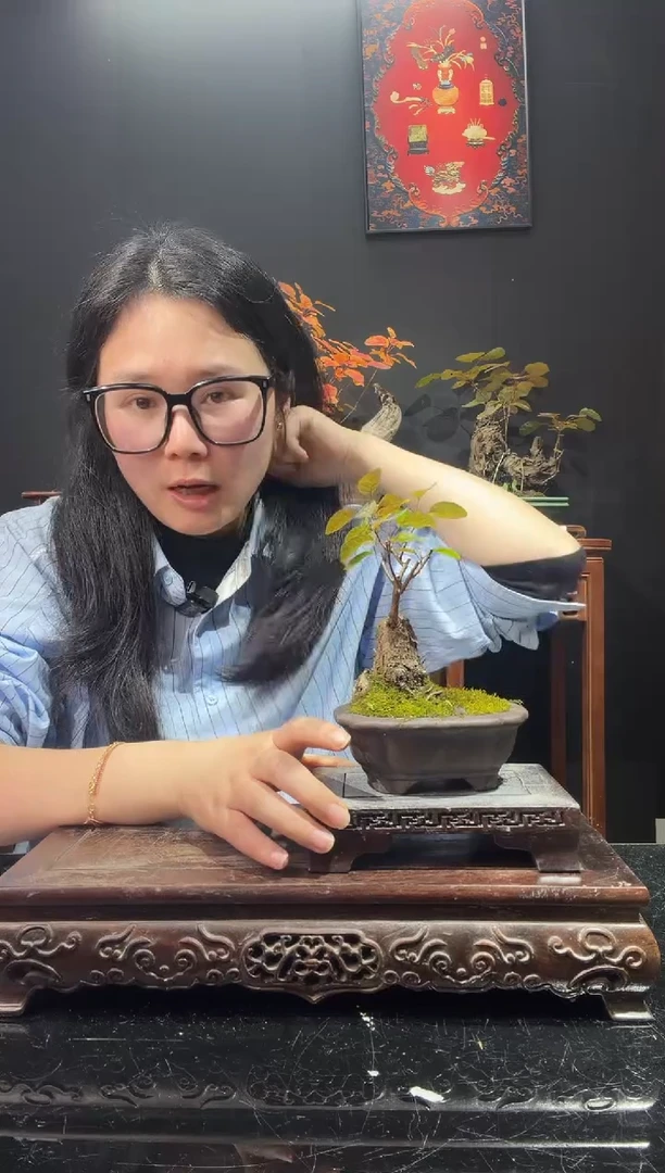 完全开放黄栌000