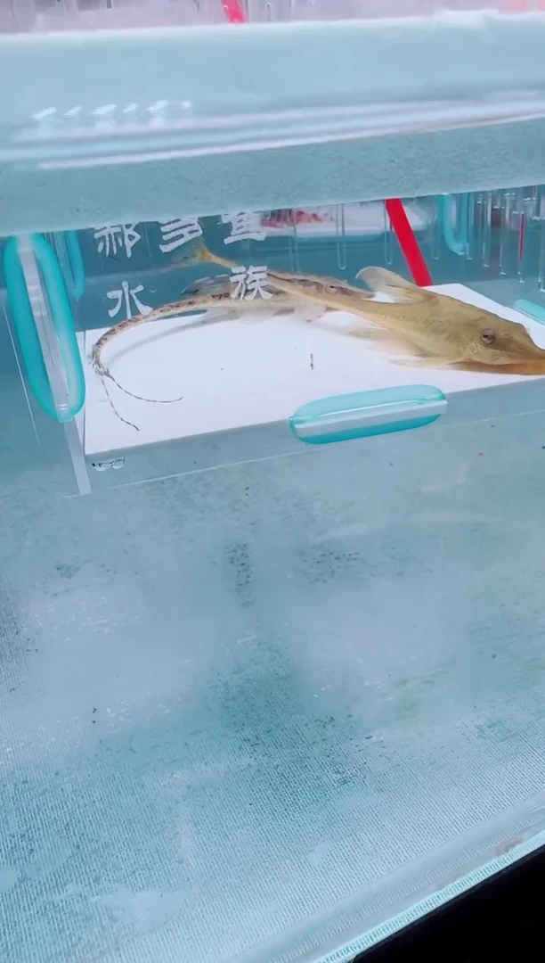 清道夫9+不包入缸损13