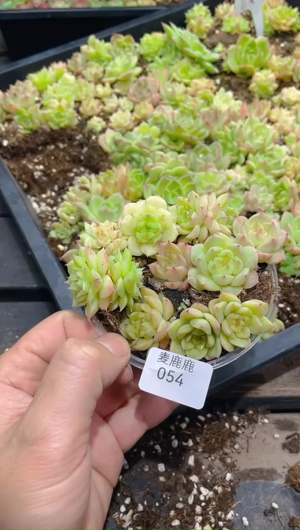 054山茶花麦秆      量拍