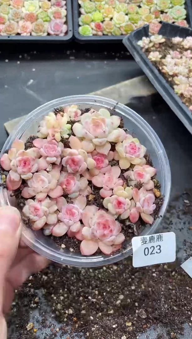 023小粉梦     量拍