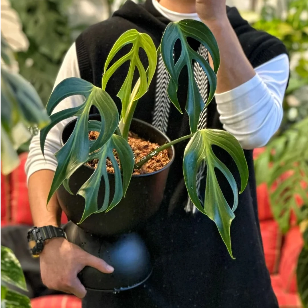 马氏火焰龟巴西龟背竹热带植物天南星科室内好养