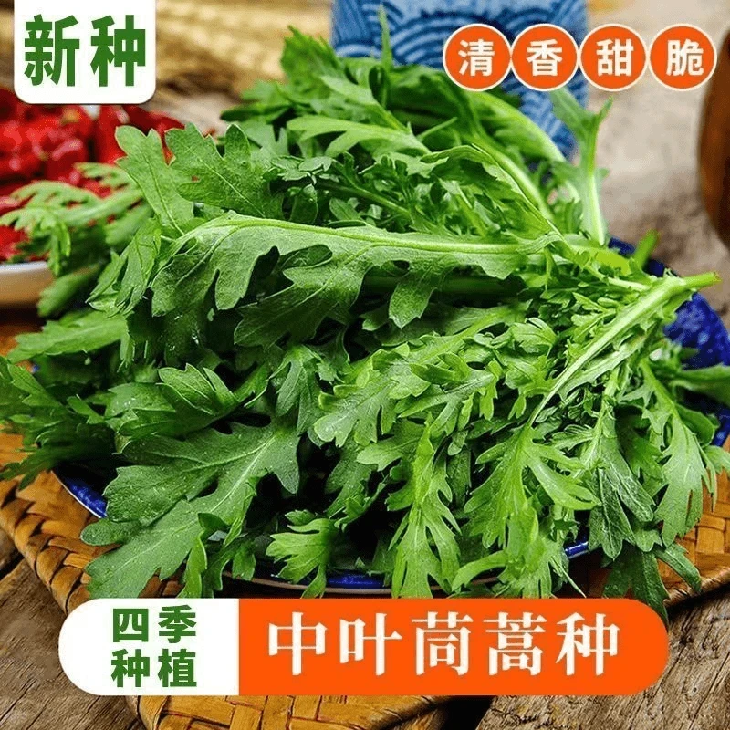 中叶茼蒿种子皇帝菜种子春播秋播四季蔬菜种子茼蒿菜籽阳台盆栽