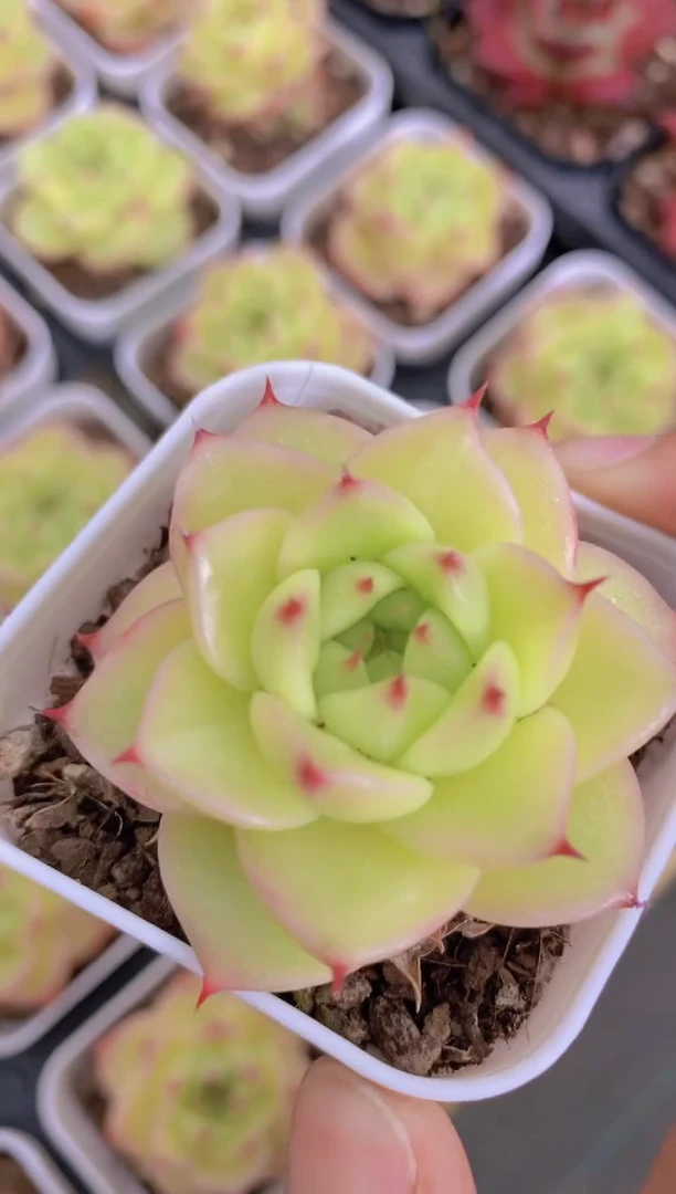 A375-清悦麦秆单头（量拍）