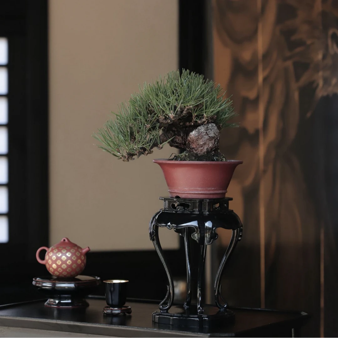 盆景几架 【停云】