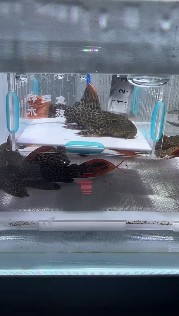 清道夫10.5不包入缸损48