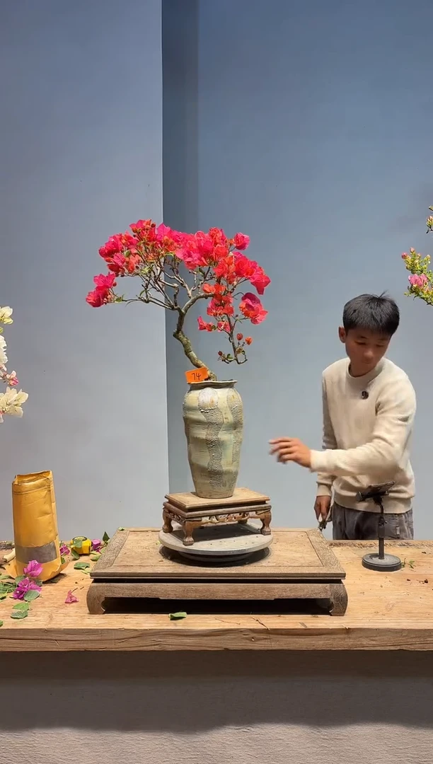 以实际为准小*三角梅74