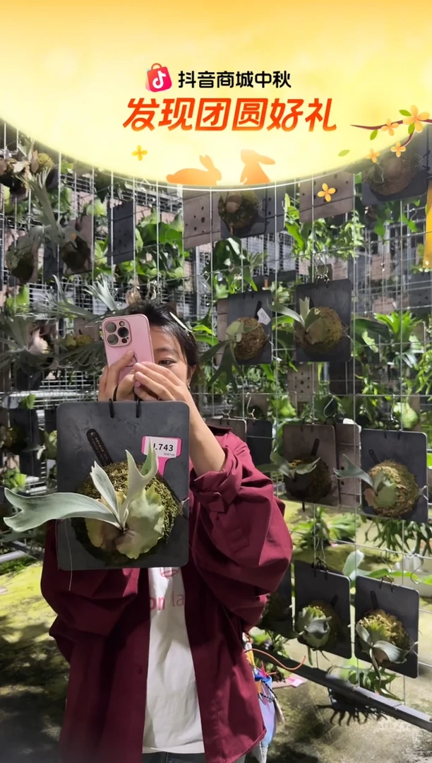 不开花植物L743-佩德罗鹿角蕨tc