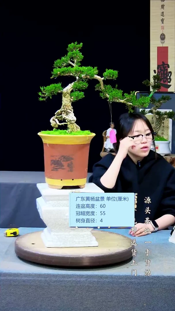 【闪购商品】雀舌黄杨盆景雀舌黄杨盆景