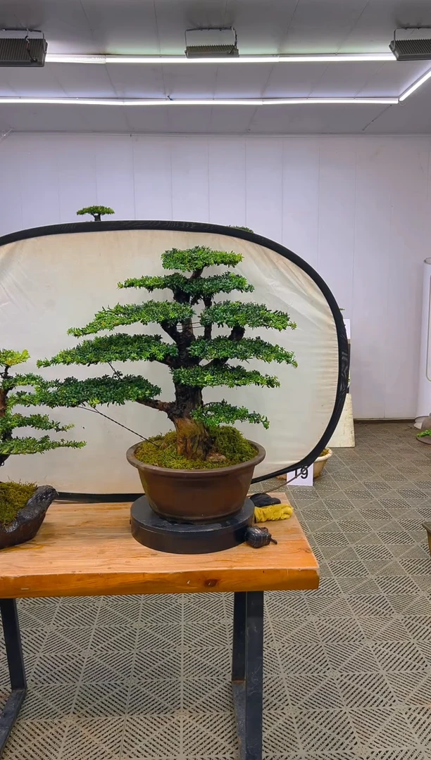 无花朵吴**惧一物一拍一物一拍