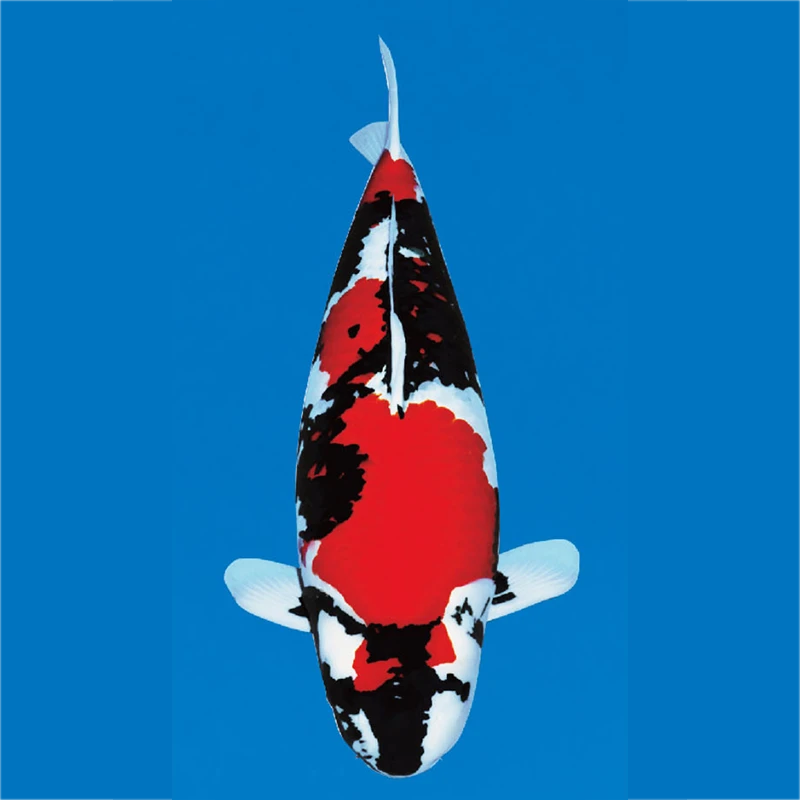 VIP专属锦鲤代拍预付款